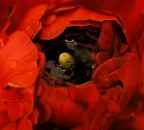 Ranunculus acer a mollo!(dopo un'acquazzone) Ranunculus acer a mollo!(dopo un'acquazzone)