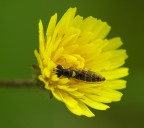 Sul tarassaco 3. Sul tarassaco 3.