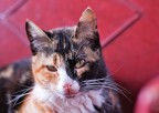 Figo-Cat