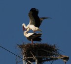 il nido è pronto,auguri il nido è pronto,auguri