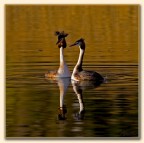 Sul lago dorato. Sul lago dorato.