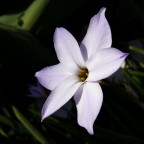 ipheion ipheion
