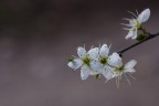 ..fiori bianchi ..fiori bianchi