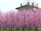 Primavera Primavera