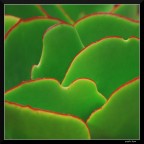 Waves (x Orchidea) Waves (x Orchidea)