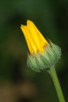 Calendula? Calendula?