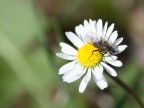 daisy daisy