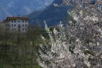 primavera primavera