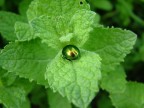 Perla verde Perla verde
