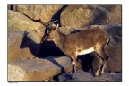 ombra