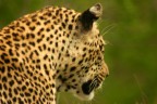 Un giovane Leopardo volge lo sguardo verso il bush. Sabie Sand - vicinanze Kruger Park (South Africa).