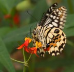 BUTTERFLY 1 BUTTERFLY 1