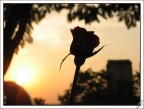 Rosa Rosa