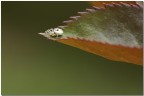 Altra angolatura..... Altra angolatura.....