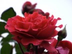 Manuale f4,9 1/500 iso400