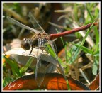 atterraggio atterraggio