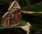 Butterfly Butterfly