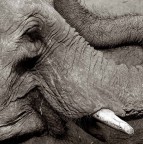 nel recinto nel recinto