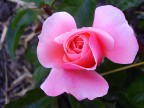 rosa rosa