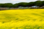 Paesaggio giallo Paesaggio giallo