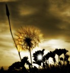 Soffi..one Soffi..one