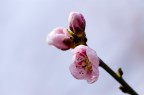 fiori di pesco 1 fiori di pesco 1