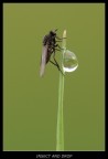 Drop and insect Drop and insect