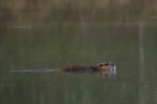 Nutria Nutria