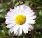 Flower 02 - Margherita Flower 02 - Margherita