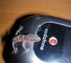 Ti prego, chiamami!!! Ti prego, chiamami!!!