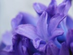 fiori di giacinto blu
