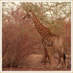 In Senegal In Senegal