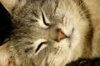 gatto 1 gatto 1
