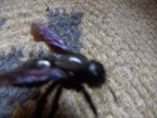 un babalotto che girava in circolo (mi piace l'efetto movimento circolare  u_u)
