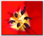 Tulipano rosso