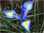 Iris Iris