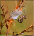 Ragnetto e... Ragnetto e...