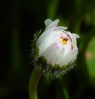 un giorno anche io sarò bellissima.... un giorno anche io sarò bellissima....