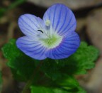 la foto  un p rumorosa a causa della scarsa luce e di una macro esasperata con scarsa attrezzatura, ma la sottopongo alle vs. feroci critiche........