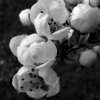 All'alba. Rugiada di sogno All'alba. Rugiada di sogno