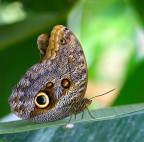 Farfalla Civetta Farfalla Civetta