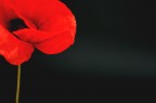 coquelicot rouge 1 coquelicot rouge 1