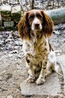 Springer Spaniel Springer Spaniel