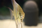 FACCIA DI PESCE FACCIA DI PESCE