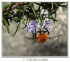 decollo a testa in giù decollo a testa in giù