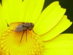 immersa nel giallo (dedicata agli amici macronisti) immersa nel giallo (dedicata agli amici macronisti)