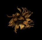 gerbera, genere Asteraceae gerbera, genere Asteraceae