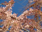 E' arrivata la primavera... ma che fiori sono?? E' arrivata la primavera... ma che fiori sono??