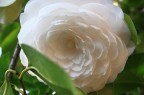 camelia bianca camelia bianca