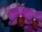 Orchidee Orchidee